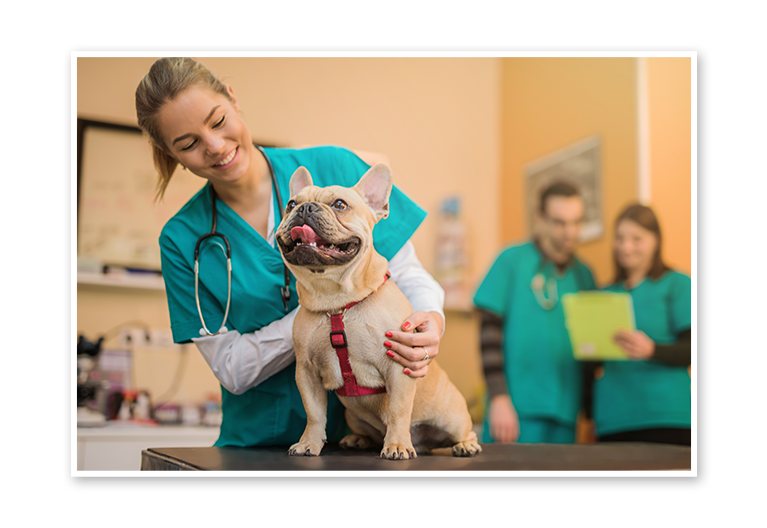 Dog with Vet Dog with Vet