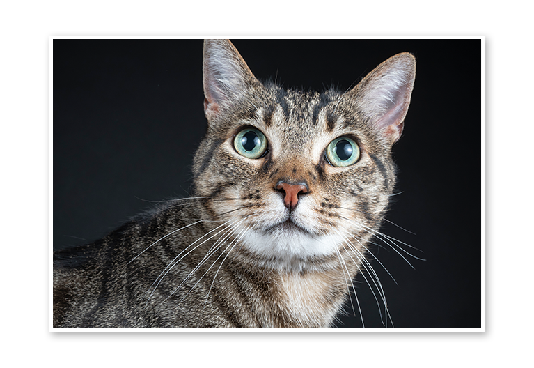 Cat Cat