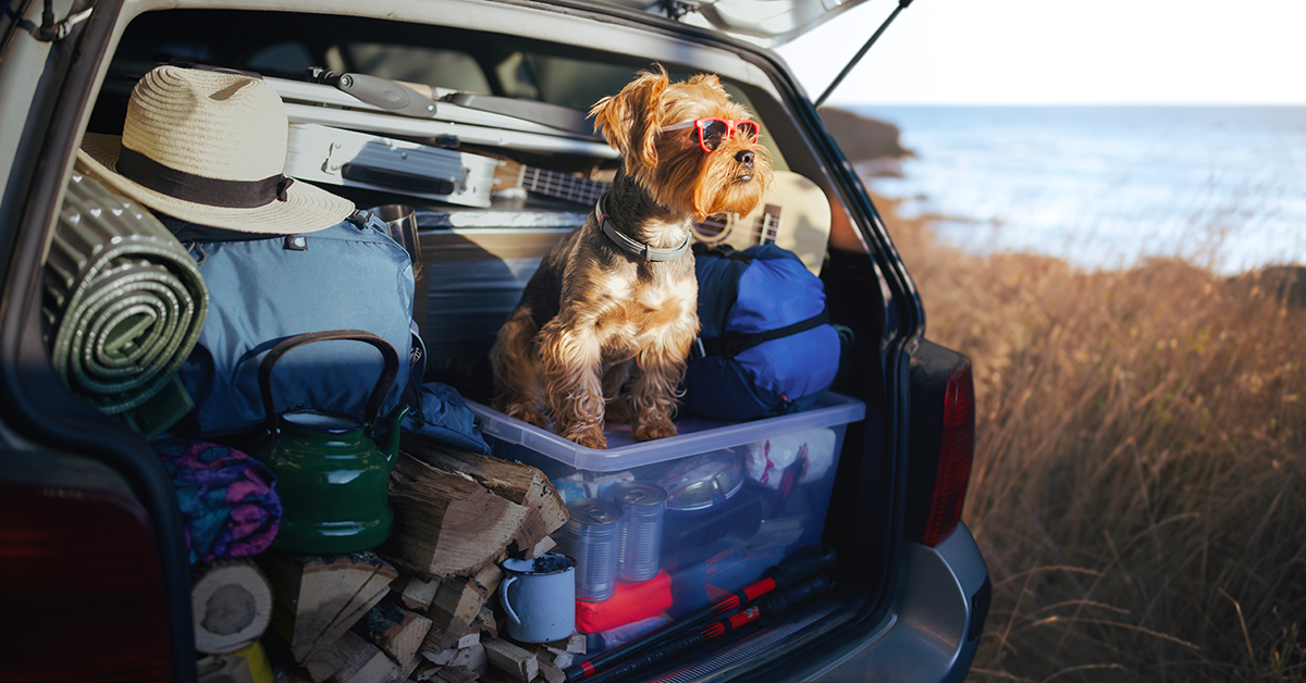Dog on a road trip