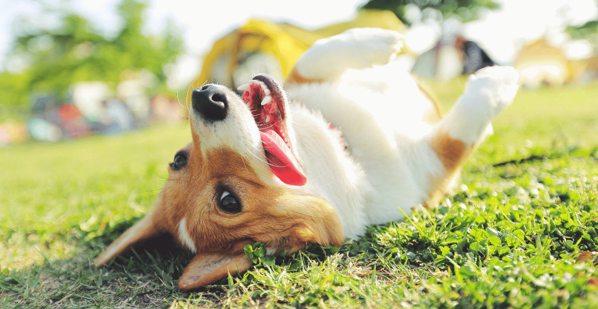 A brown and white dog rolls on the grass