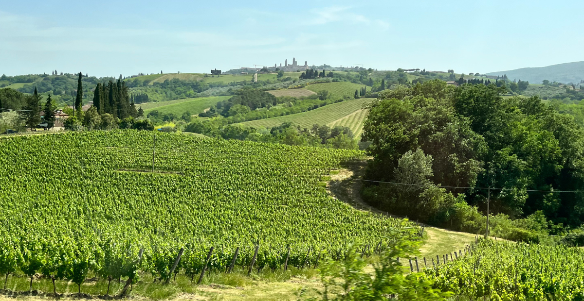Rolling vineyards and cypress trees in the Tuscan countryside beneath a clear blue sky.