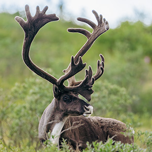 deer in a field