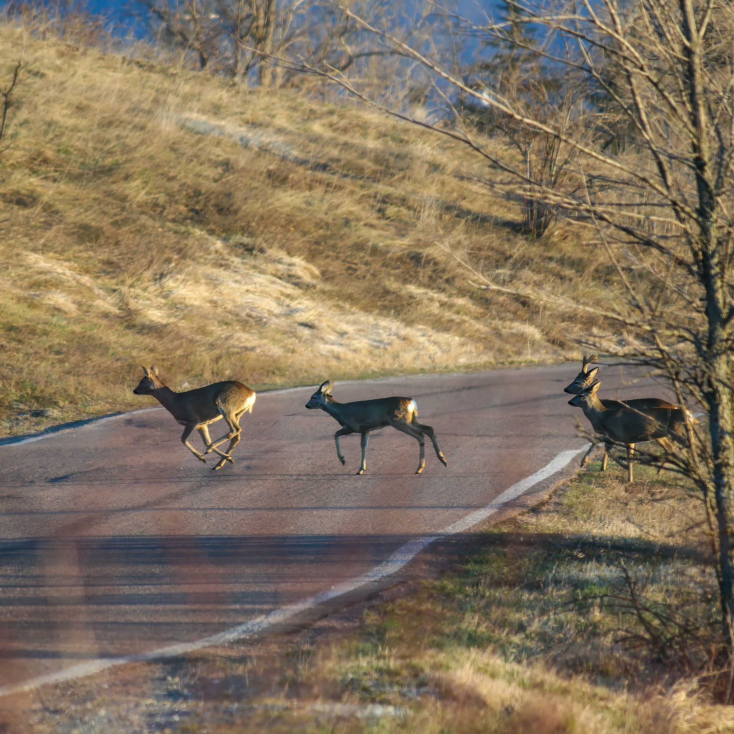 Autumn Marks Peak Season for New York’s Car-Animal Collisions