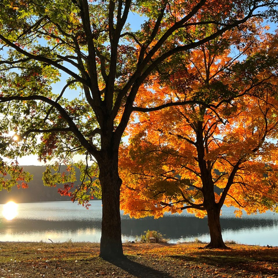 fall foliage near a lake