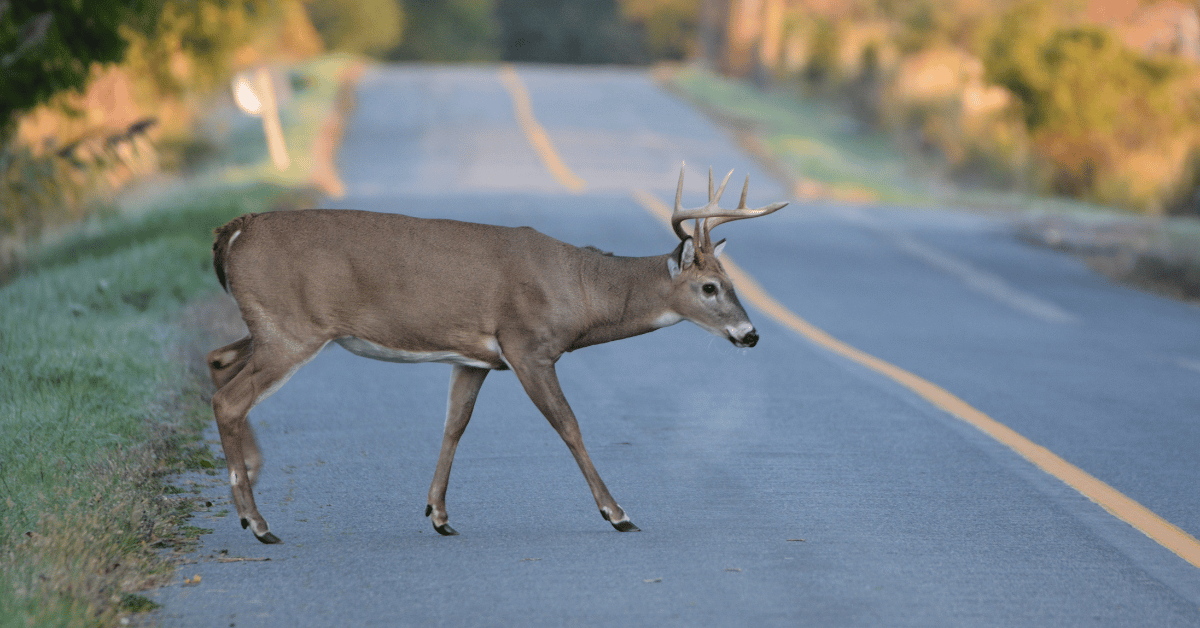 White-tailed deer buck on road