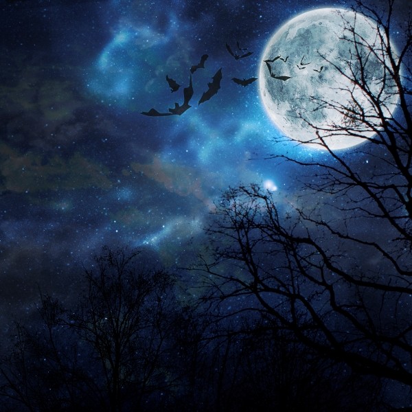 halloween dark night sky bats full moon