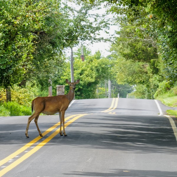 AAA’s top 3 tips for avoiding animal collisions