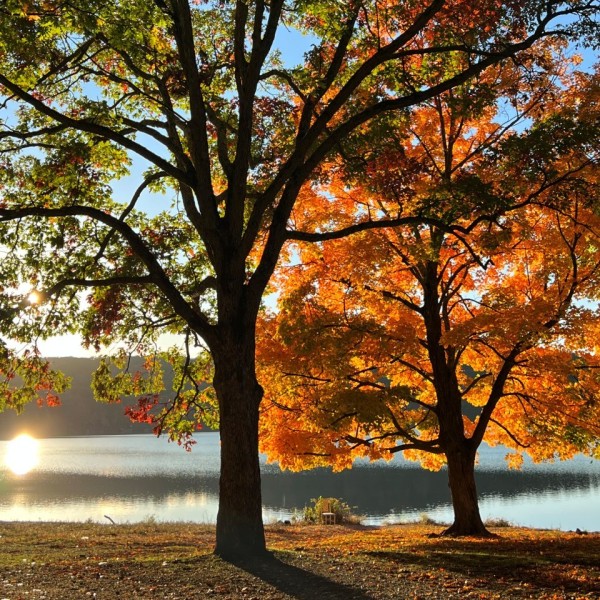 fall foliage near a lake